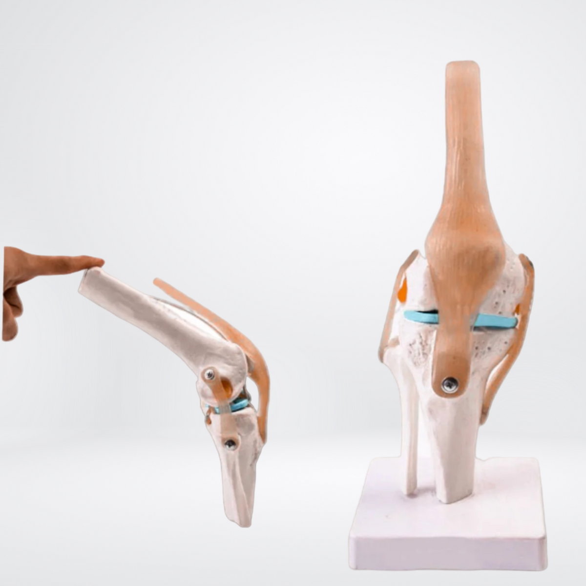 Funktionelles Anatomiemodell des Knies mit beweglichen Gelenken - anatomedic