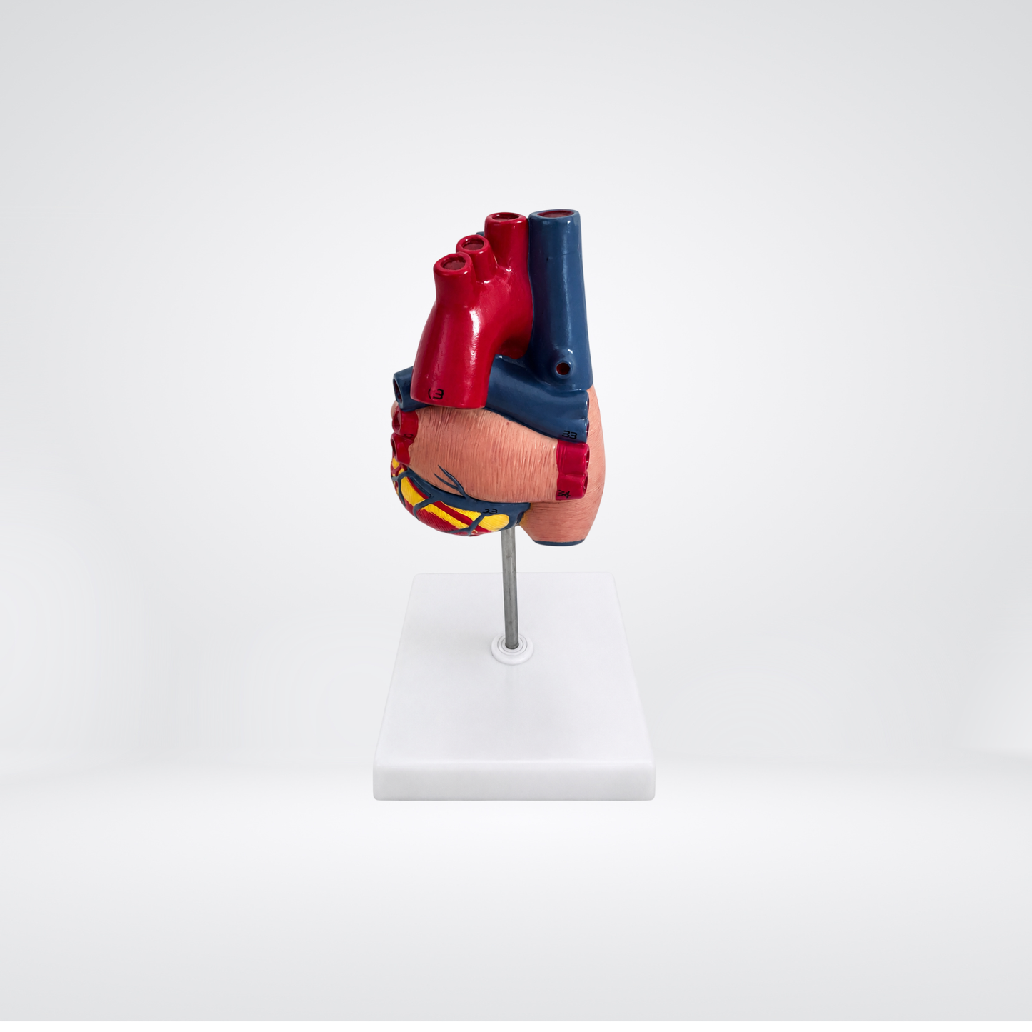 Modell Herz Anatomie ansicht von hinten mit Pulmonalvenen
