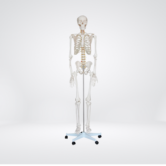 Lebensgroßes Anatomie-Skelett Oscar