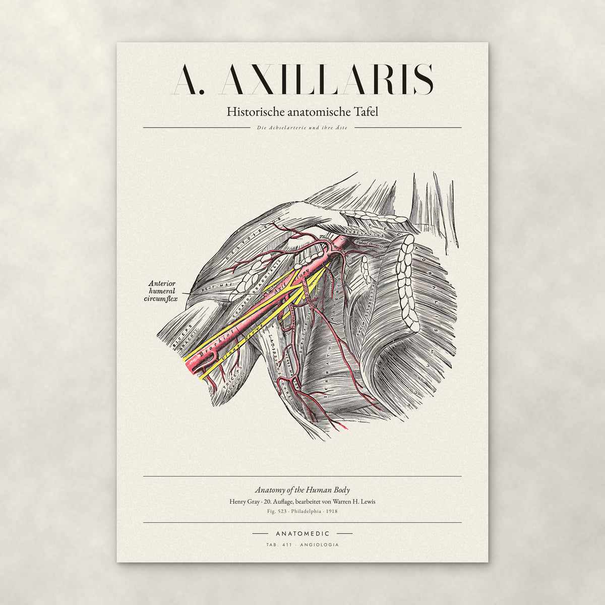A. Axillaris – Anatomie-Poster von ANATOMEDIC, historische anatomische Tafel: Die Achselarterie und ihre Äste