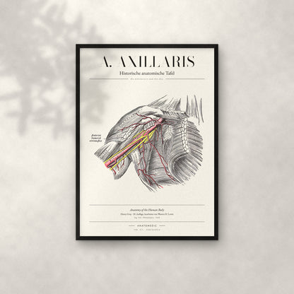A. Axillaris Anatomie-Poster im schwarzen Rahmen an heller Wand