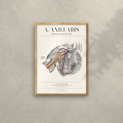 A. Axillaris Anatomie-Poster im Eichenrahmen an heller Wand