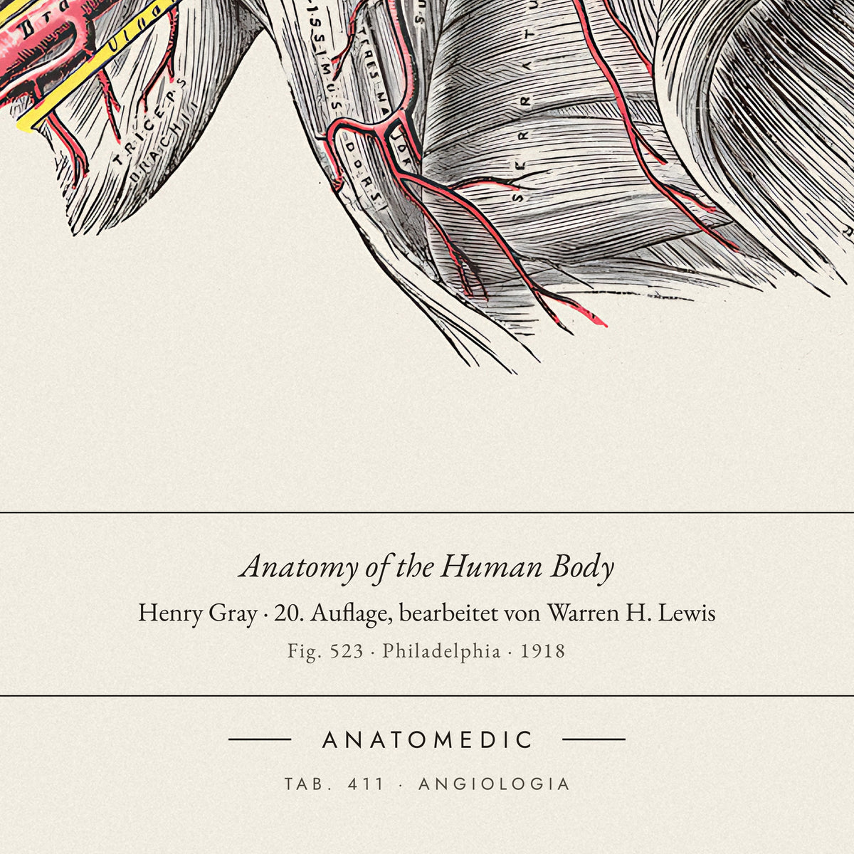 Nahaufnahme der Bildunterschrift: Anatomy of the Human Body · Henry Gray · 20. Auflage, bearbeitet von Warren H. Lewis, TAB. 411 · ANGIOLOGIA