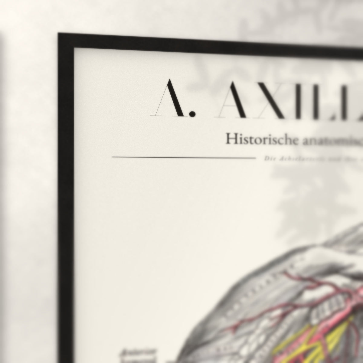 Nahaufnahme von Rahmenecke und Titel „A. Axillaris“