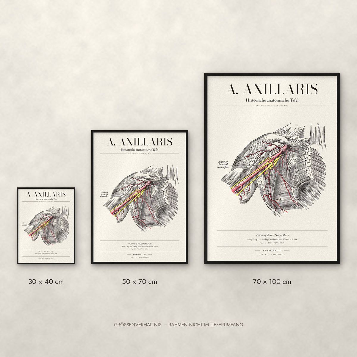 A. Axillaris Poster im Größenvergleich: 30 × 40, 50 × 70 und 70 × 100 cm