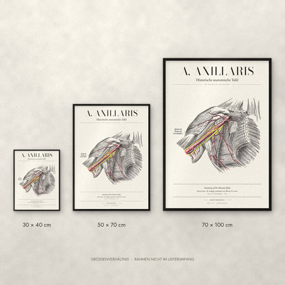 A. Axillaris Poster im Größenvergleich: 30 × 40, 50 × 70 und 70 × 100 cm