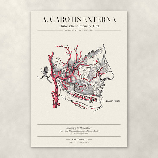 A. Carotis Externa – Anatomie-Poster von ANATOMEDIC, historische anatomische Tafel: Die Äste der äußeren Halsschlagader