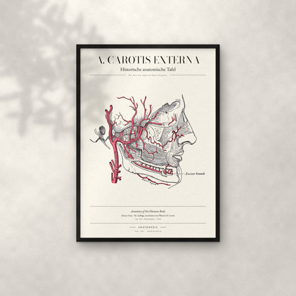A. Carotis Externa Anatomie-Poster im schwarzen Rahmen an heller Wand