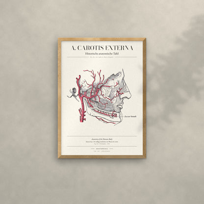 A. Carotis Externa Anatomie-Poster im Eichenrahmen an heller Wand
