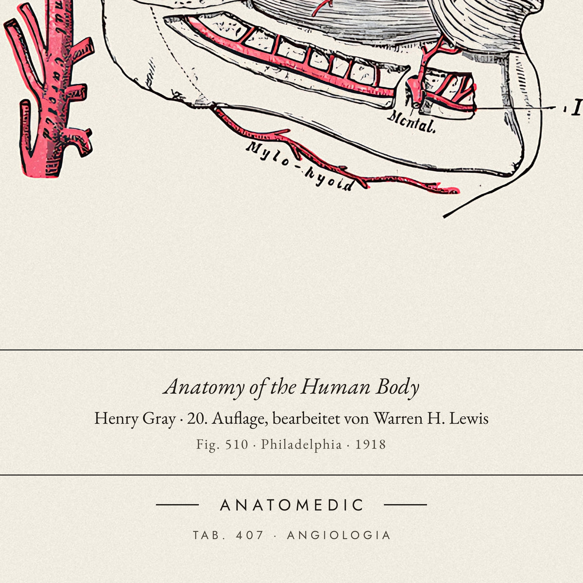 Nahaufnahme der Bildunterschrift: Anatomy of the Human Body · Henry Gray · 20. Auflage, bearbeitet von Warren H. Lewis, TAB. 407 · ANGIOLOGIA