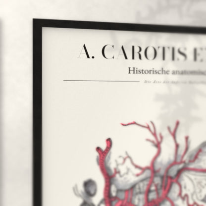 Nahaufnahme von Rahmenecke und Titel „A. Carotis Externa“