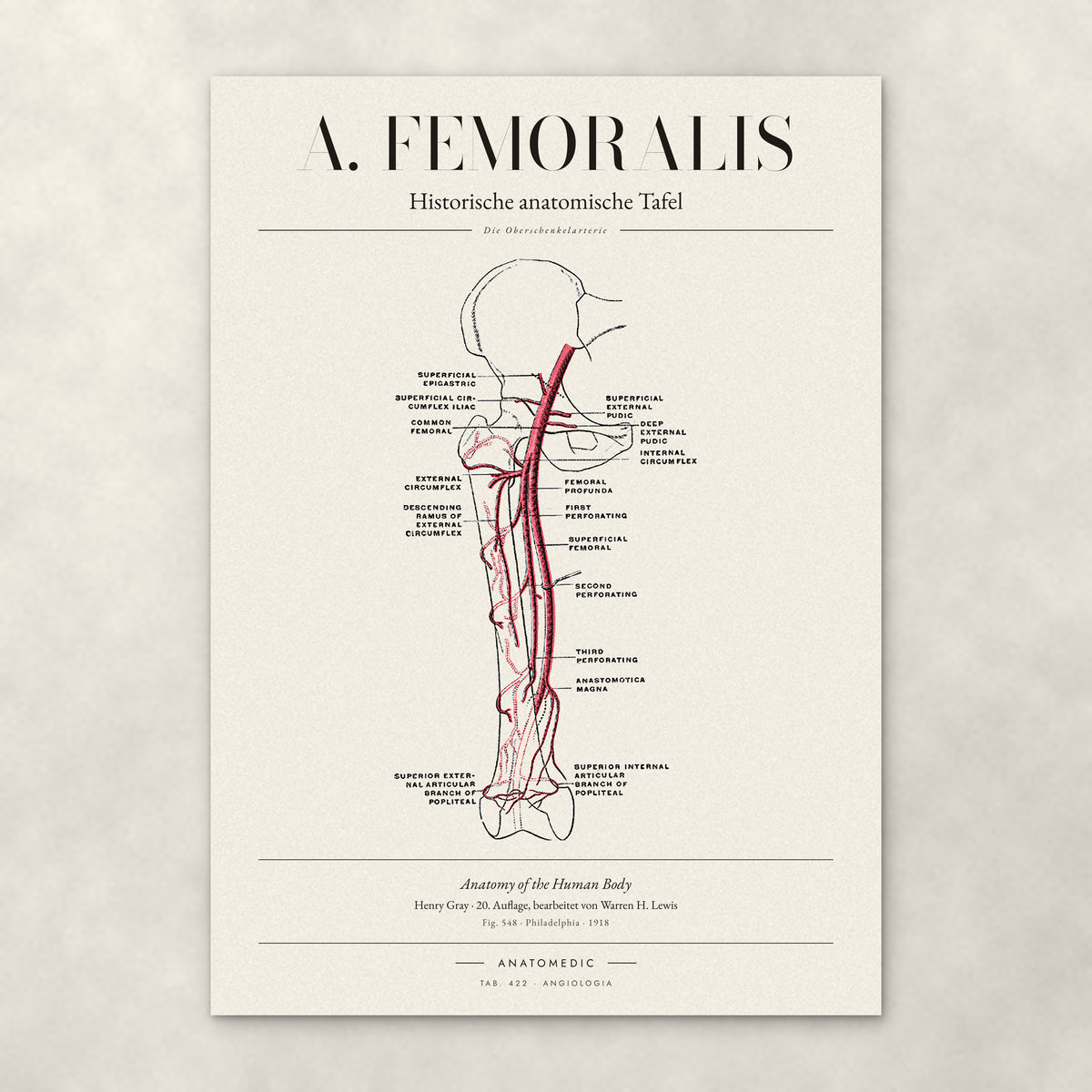 A. Femoralis – Anatomie-Poster von ANATOMEDIC, historische anatomische Tafel: Die Oberschenkelarterie