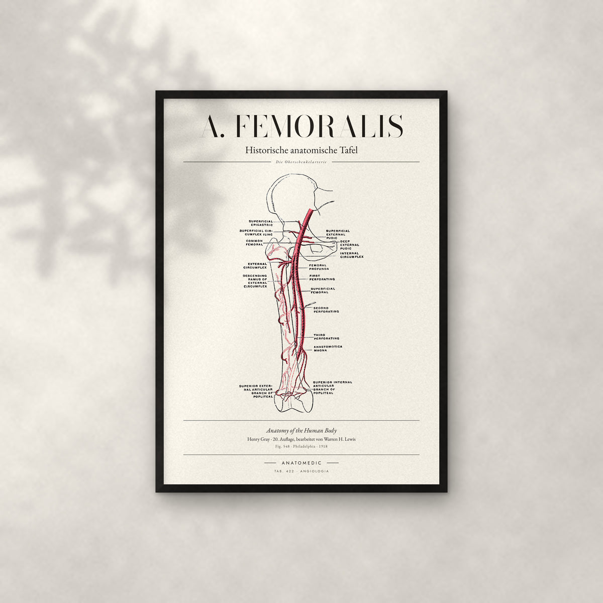 A. Femoralis Anatomie-Poster im schwarzen Rahmen an heller Wand