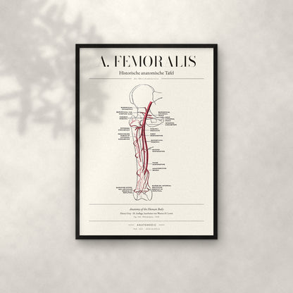 A. Femoralis Anatomie-Poster im schwarzen Rahmen an heller Wand