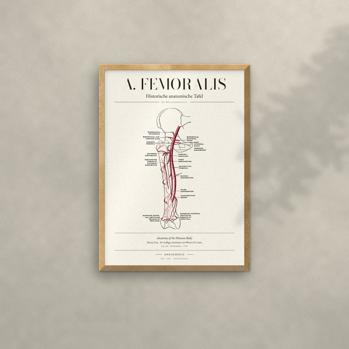 A. Femoralis Anatomie-Poster im Eichenrahmen an heller Wand