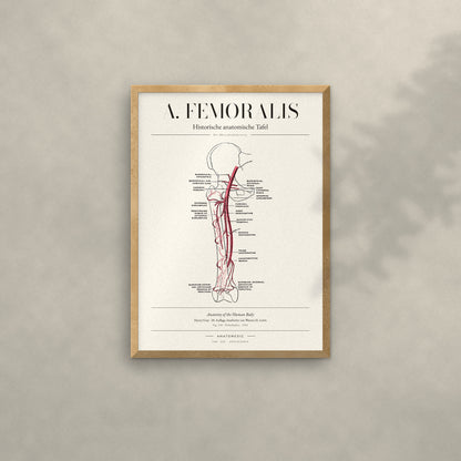 A. Femoralis Anatomie-Poster im Eichenrahmen an heller Wand