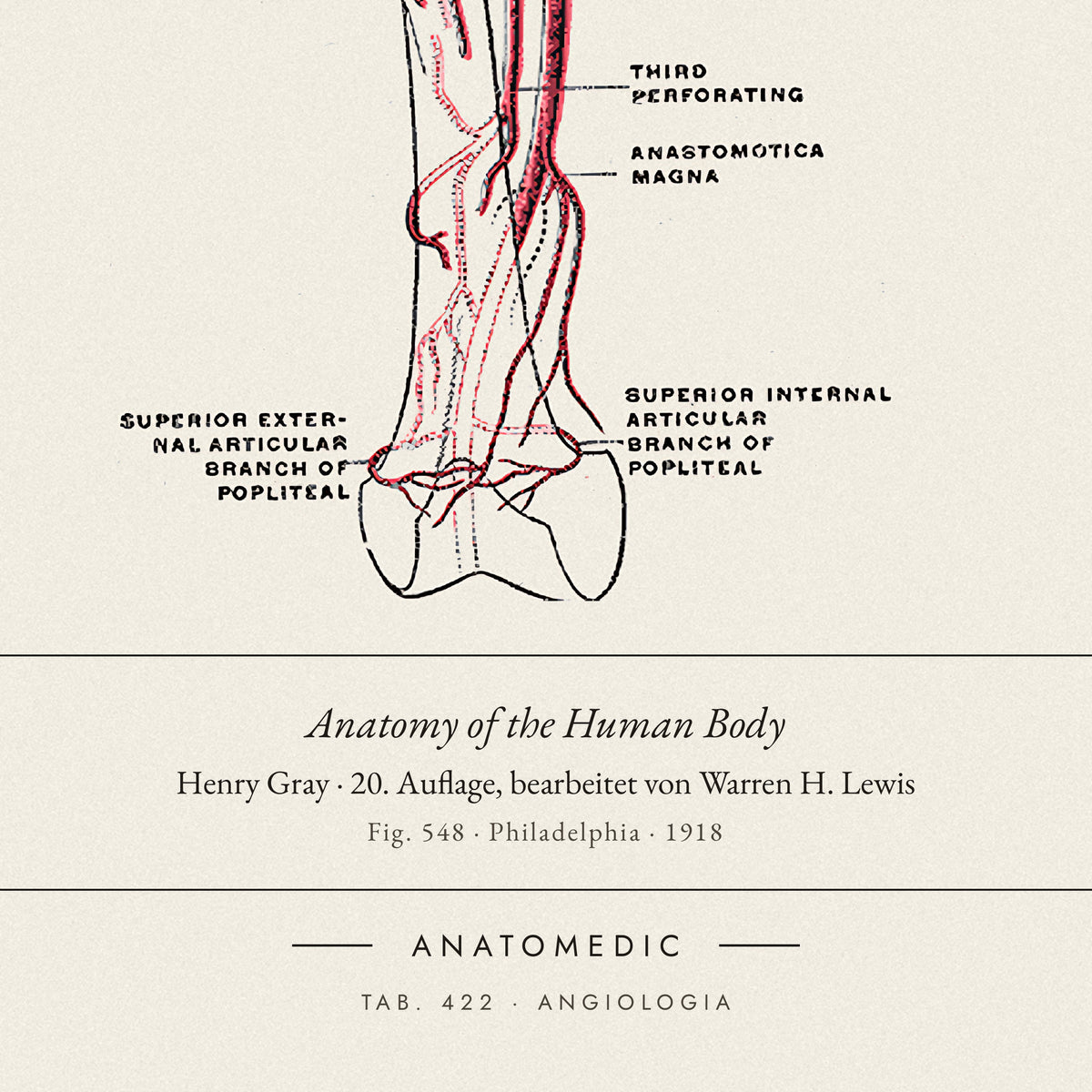 Nahaufnahme der Bildunterschrift: Anatomy of the Human Body · Henry Gray · 20. Auflage, bearbeitet von Warren H. Lewis, TAB. 422 · ANGIOLOGIA
