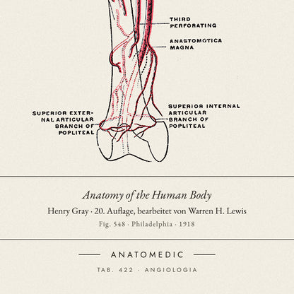 Nahaufnahme der Bildunterschrift: Anatomy of the Human Body · Henry Gray · 20. Auflage, bearbeitet von Warren H. Lewis, TAB. 422 · ANGIOLOGIA