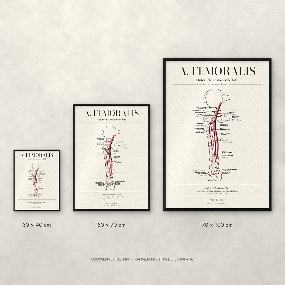 A. Femoralis Poster im Größenvergleich: 30 × 40, 50 × 70 und 70 × 100 cm