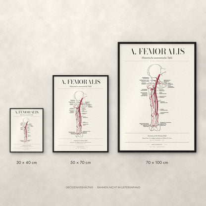 A. Femoralis Poster im Größenvergleich: 30 × 40, 50 × 70 und 70 × 100 cm