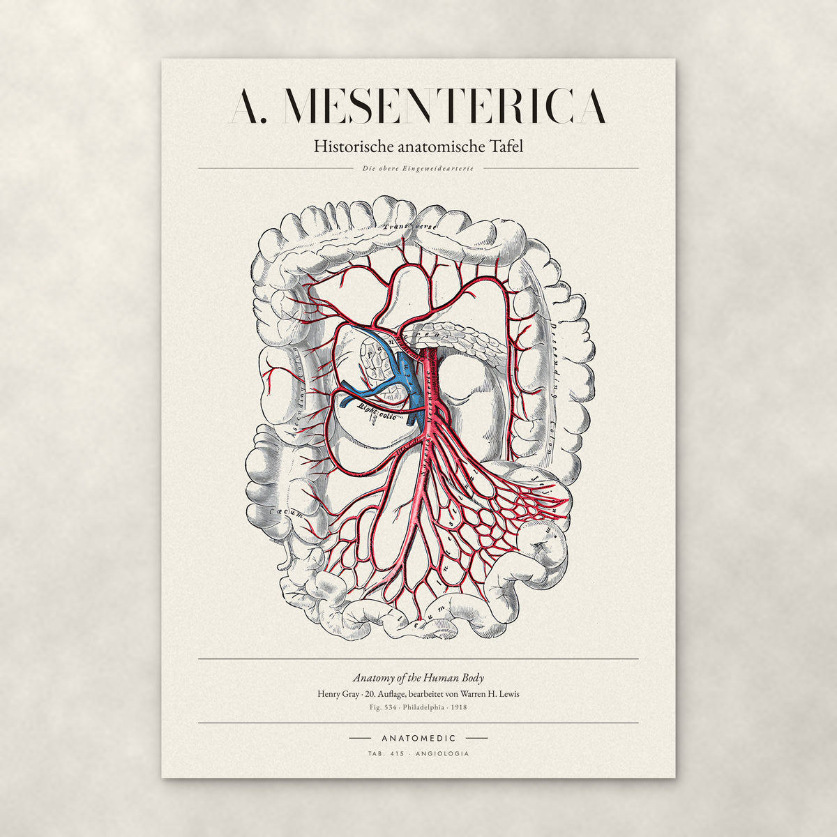 A. Mesenterica – Die obere Eingeweidearterie – Anatomie-Poster von ANATOMEDIC, historische anatomische Tafel: Die obere Eingeweidearterie