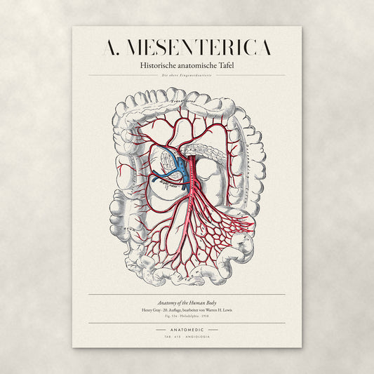 A. Mesenterica – Die obere Eingeweidearterie – Anatomie-Poster von ANATOMEDIC, historische anatomische Tafel: Die obere Eingeweidearterie