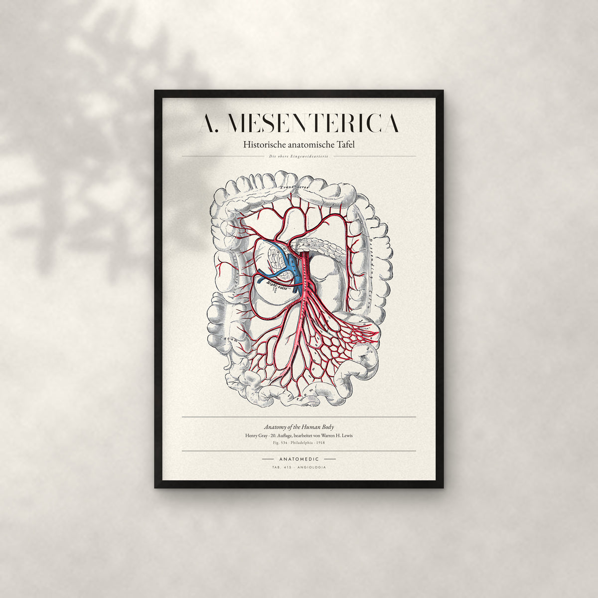 A. Mesenterica – Die obere Eingeweidearterie Anatomie-Poster im schwarzen Rahmen an heller Wand