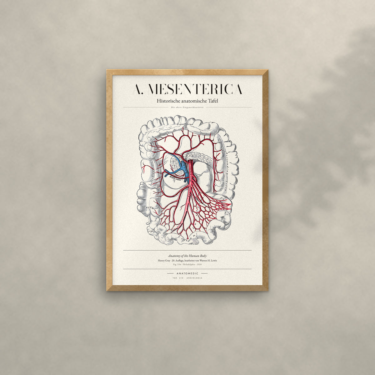 A. Mesenterica Anatomie-Poster im Eichenrahmen an heller Wand