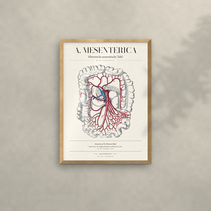 A. Mesenterica Anatomie-Poster im Eichenrahmen an heller Wand