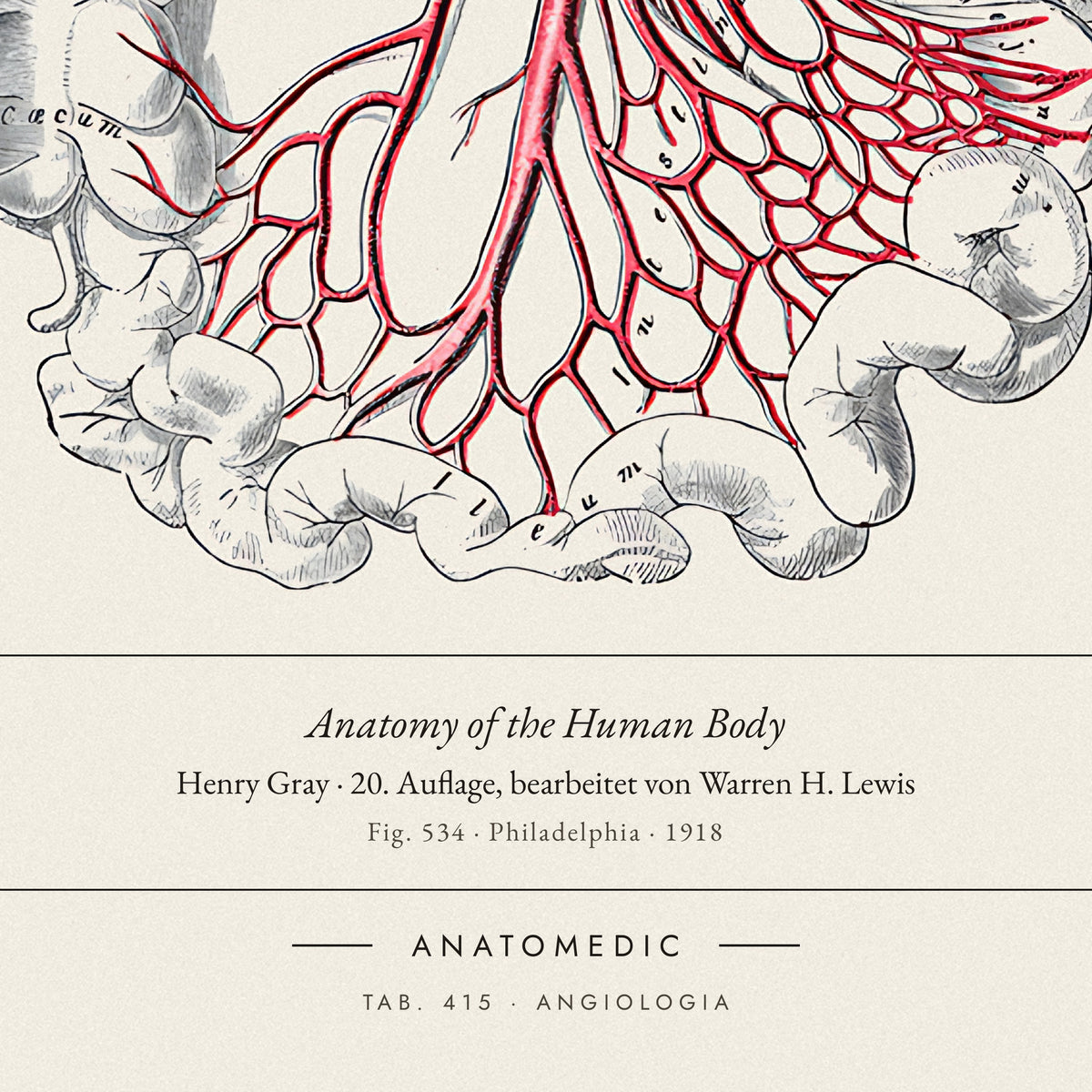 Nahaufnahme der Bildunterschrift: Anatomy of the Human Body · Henry Gray · 20. Auflage, bearbeitet von Warren H. Lewis, TAB. 415 · ANGIOLOGIA