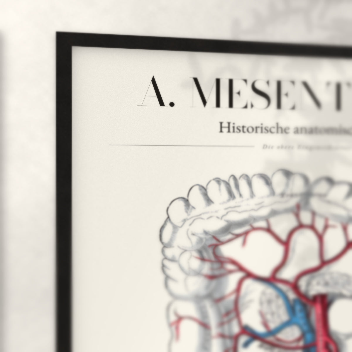 Nahaufnahme von Rahmenecke und Titel „A. Mesenterica – Die obere Eingeweidearterie“