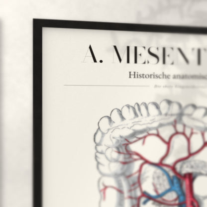 Nahaufnahme von Rahmenecke und Titel „A. Mesenterica – Die obere Eingeweidearterie“