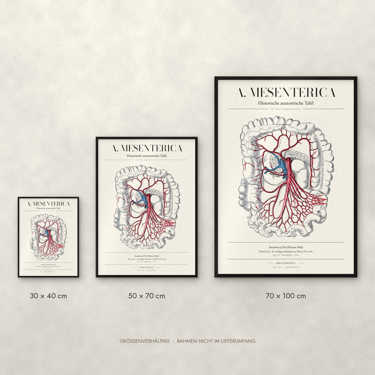 A. Mesenterica – Die obere Eingeweidearterie Poster im Größenvergleich: 30 × 40, 50 × 70 und 70 × 100 cm