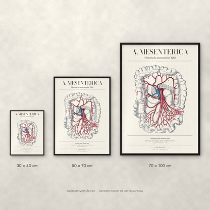 A. Mesenterica – Die obere Eingeweidearterie Poster im Größenvergleich: 30 × 40, 50 × 70 und 70 × 100 cm