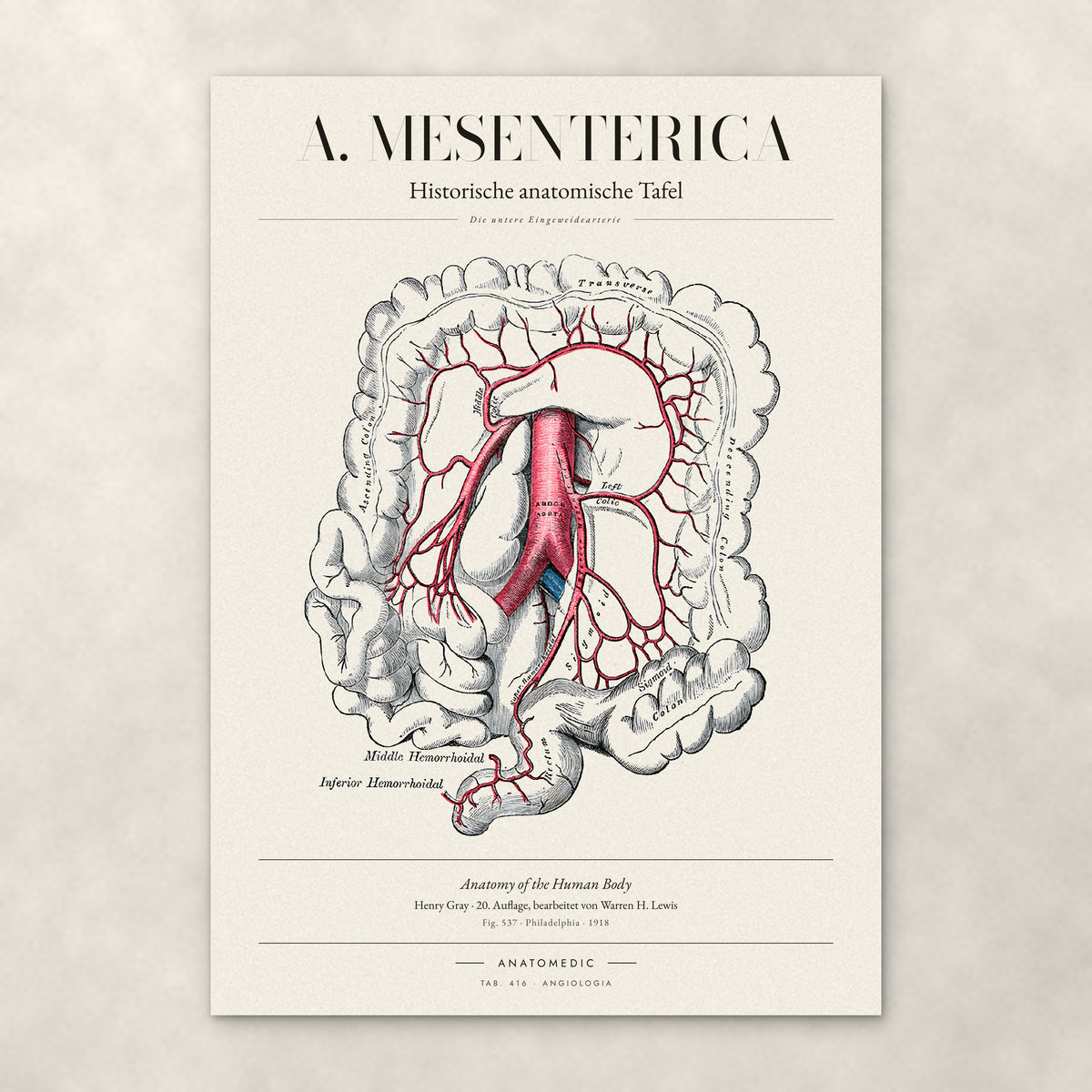A. Mesenterica – Die untere Eingeweidearterie – Anatomie-Poster von ANATOMEDIC, historische anatomische Tafel: Die untere Eingeweidearterie