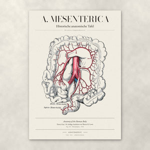 A. Mesenterica – Die untere Eingeweidearterie – Anatomie-Poster von ANATOMEDIC, historische anatomische Tafel: Die untere Eingeweidearterie