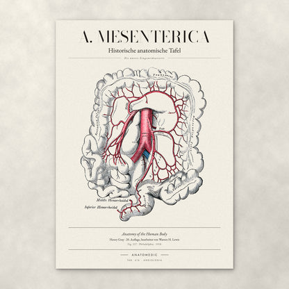 A. Mesenterica – Die untere Eingeweidearterie – Anatomie-Poster von ANATOMEDIC, historische anatomische Tafel: Die untere Eingeweidearterie