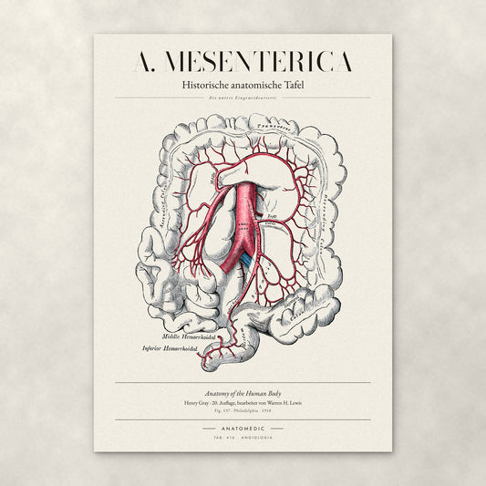 A. Mesenterica – Die untere Eingeweidearterie – Anatomie-Poster von ANATOMEDIC, historische anatomische Tafel: Die untere Eingeweidearterie