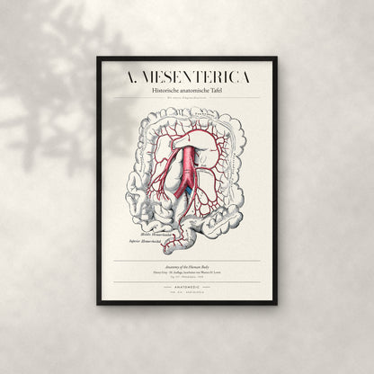 A. Mesenterica – Die untere Eingeweidearterie Anatomie-Poster im schwarzen Rahmen an heller Wand