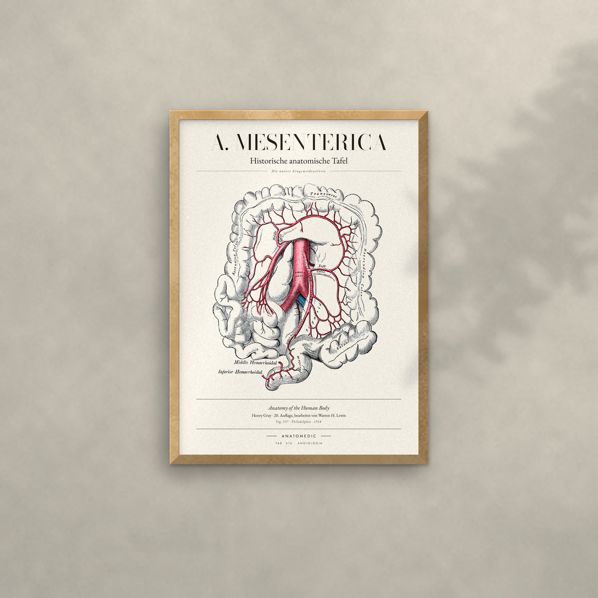 A. Mesenterica Anatomie-Poster im Eichenrahmen an heller Wand