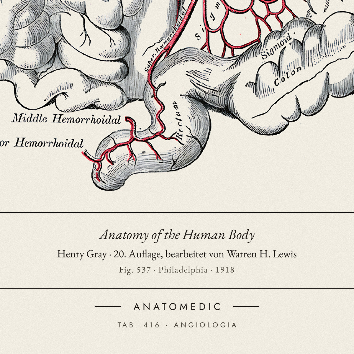 Nahaufnahme der Bildunterschrift: Anatomy of the Human Body · Henry Gray · 20. Auflage, bearbeitet von Warren H. Lewis, TAB. 416 · ANGIOLOGIA