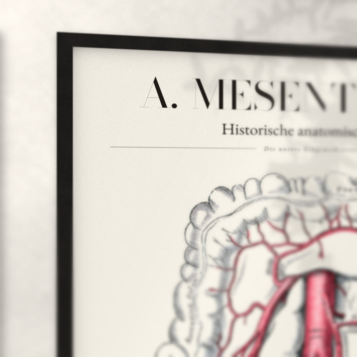 Nahaufnahme von Rahmenecke und Titel „A. Mesenterica – Die untere Eingeweidearterie“