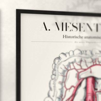 Nahaufnahme von Rahmenecke und Titel „A. Mesenterica – Die untere Eingeweidearterie“