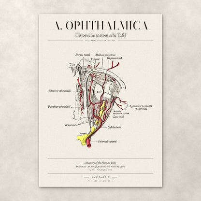 A. Ophthalmica – Anatomie-Poster von ANATOMEDIC, historische anatomische Tafel: Die Augenarterie und ihre Äste