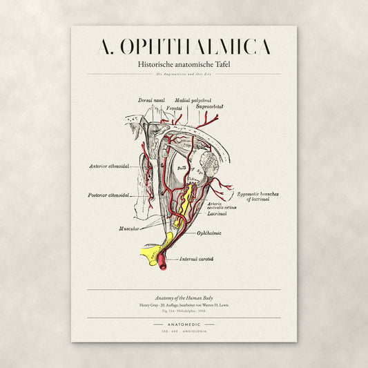 A. Ophthalmica – Anatomie-Poster von ANATOMEDIC, historische anatomische Tafel: Die Augenarterie und ihre Äste