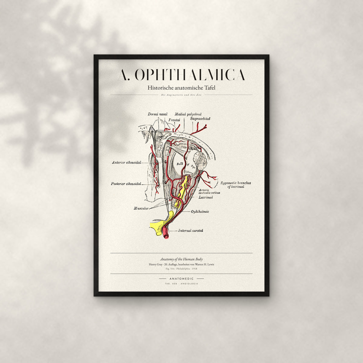 A. Ophthalmica Anatomie-Poster im schwarzen Rahmen an heller Wand