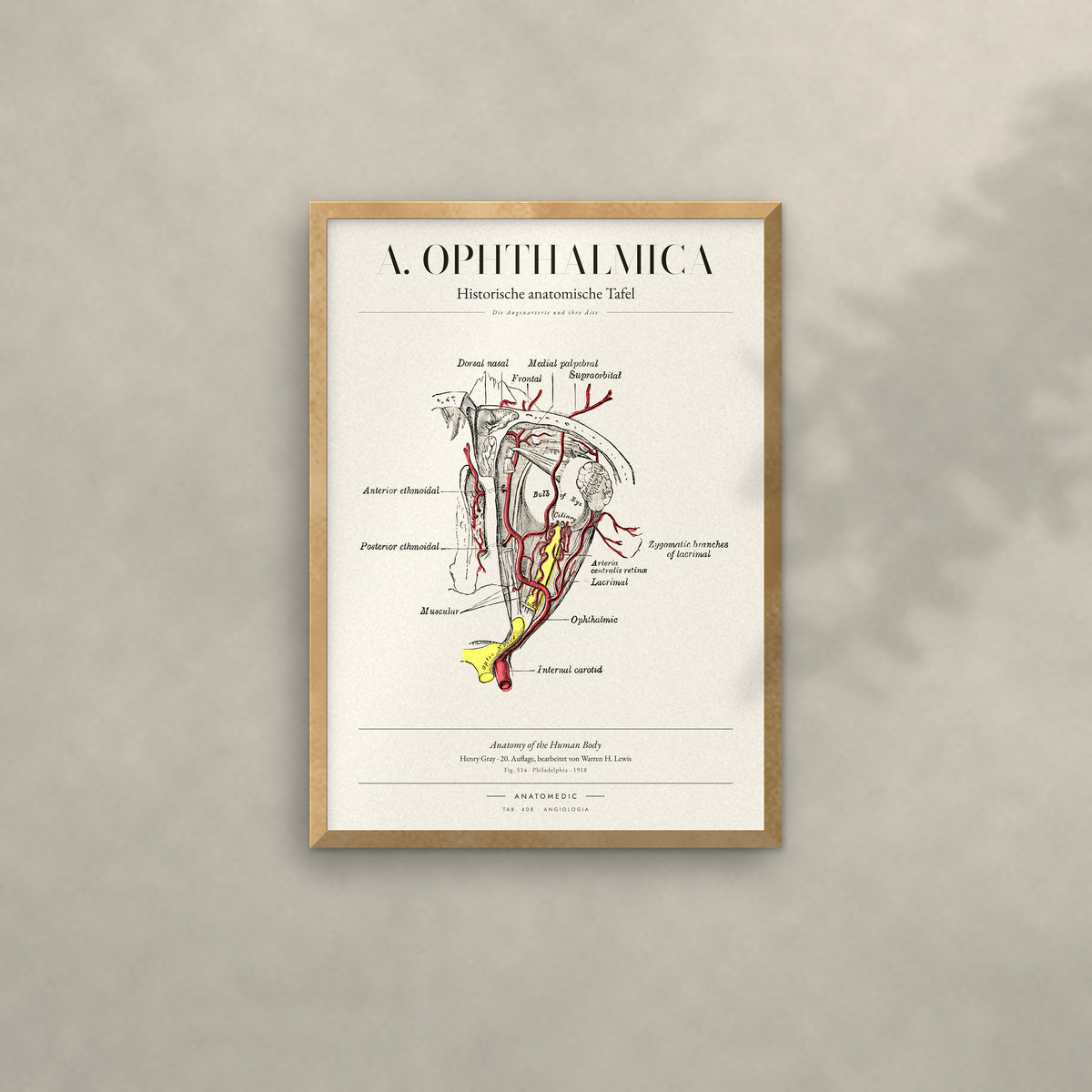 A. Ophthalmica Anatomie-Poster im Eichenrahmen an heller Wand