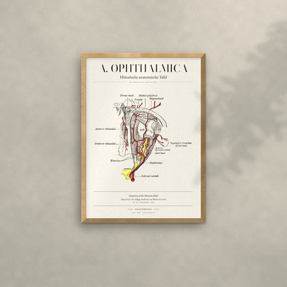 A. Ophthalmica Anatomie-Poster im Eichenrahmen an heller Wand