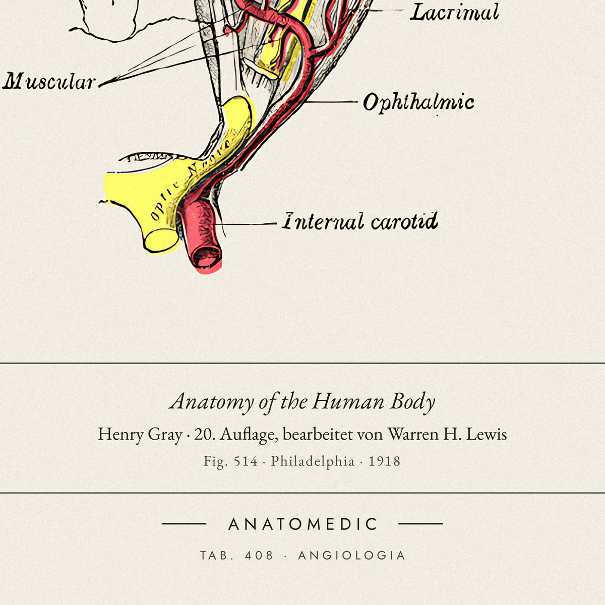 Nahaufnahme der Bildunterschrift: Anatomy of the Human Body · Henry Gray · 20. Auflage, bearbeitet von Warren H. Lewis, TAB. 408 · ANGIOLOGIA
