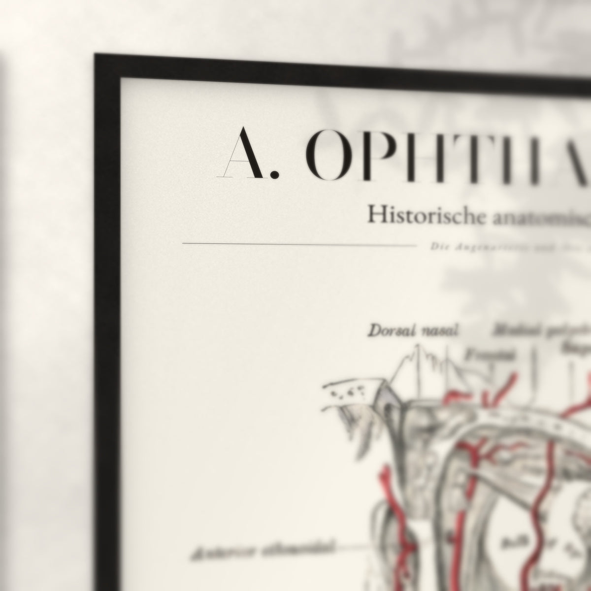 Nahaufnahme von Rahmenecke und Titel „A. Ophthalmica“